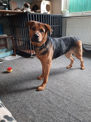 Dog for sale