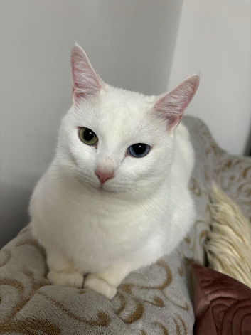 I want to rehome my cat