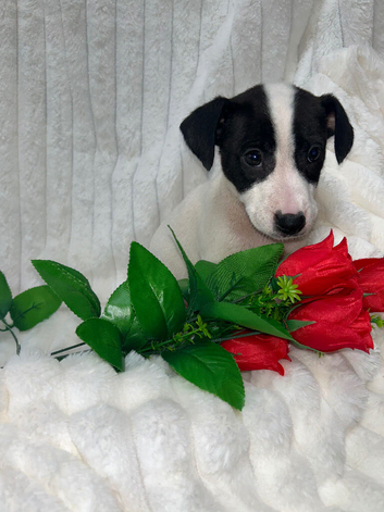Jack russell