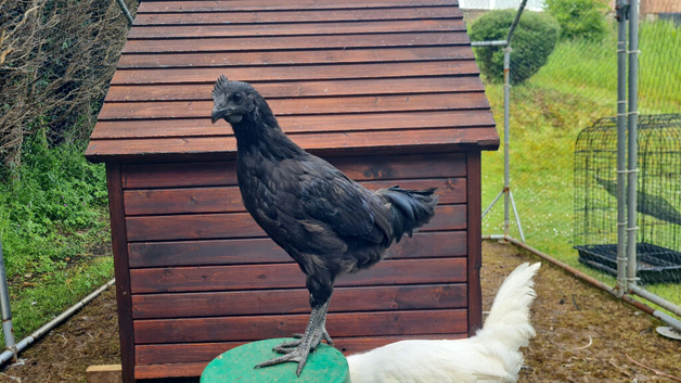 Ayam Cemani Cockerel for sale