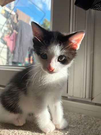 KITTENS READY TO LEAVE NOW!!!