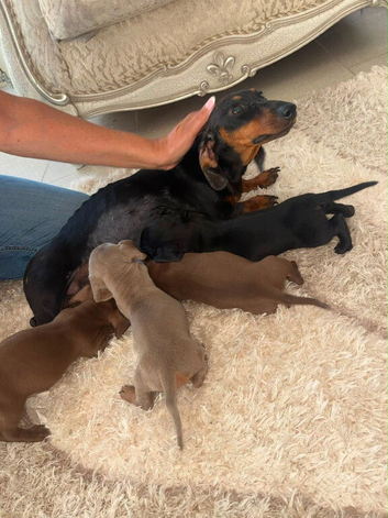 Dachshund puppies ready to leave their mother