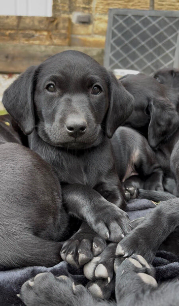 Black Labrador Pups