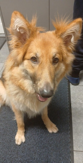 Looking for stud dogs for female german shepherd