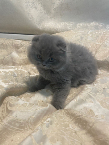 Scottish fold kittens