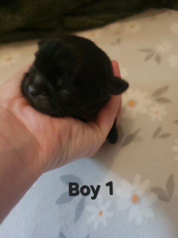 Kc shih tzu imperial line