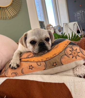 Beautiful Chinchilla Pug For Stud
