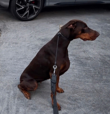 Adult chocolate doberman