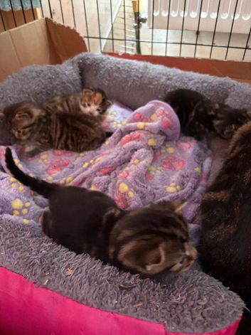 Kittens wanting homes ASAP