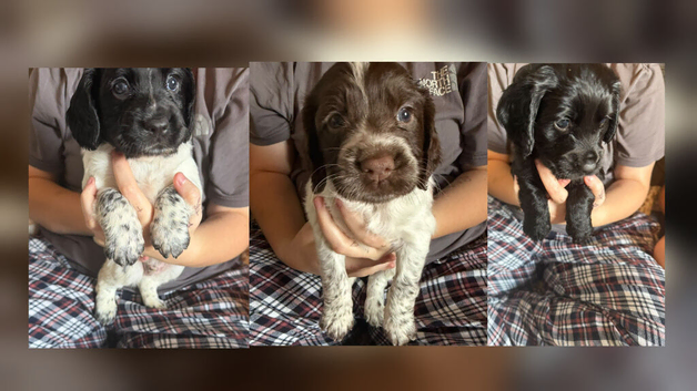 COCKER SPANIELS 2 Boys 1 Girl SCARBOROUGH