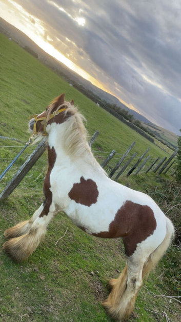 Skewbald colt