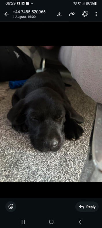 Labrador Puppies