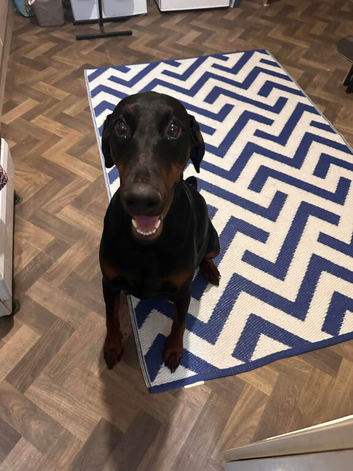 Doberman Female