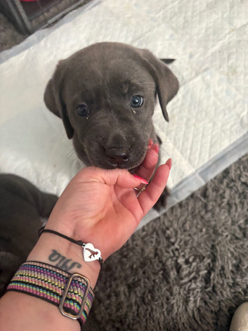 beautiful Labrador pups