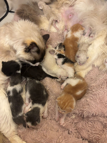 Ragdoll Kittens