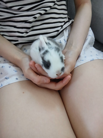 Bunnies