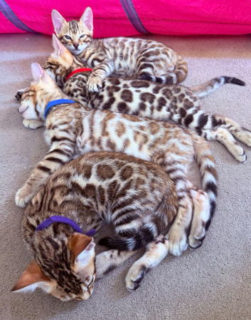 Stunning Bengal Kittens. TICA Registered. 1 Boy and 2 Girls available