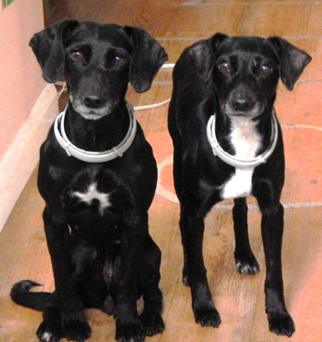 URGENT! Two 8-year-old Cocker-Jack Female Dogs