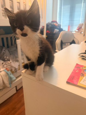 2 Kittens