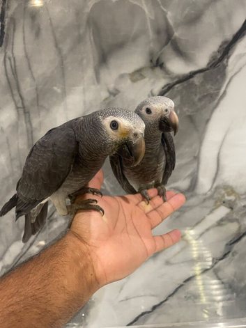 Stunning HandReared Baby Super Tame Cuddly African Grey Parrot