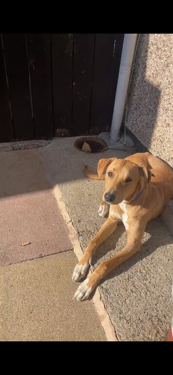 Saluki bull lurcher 12 months old
