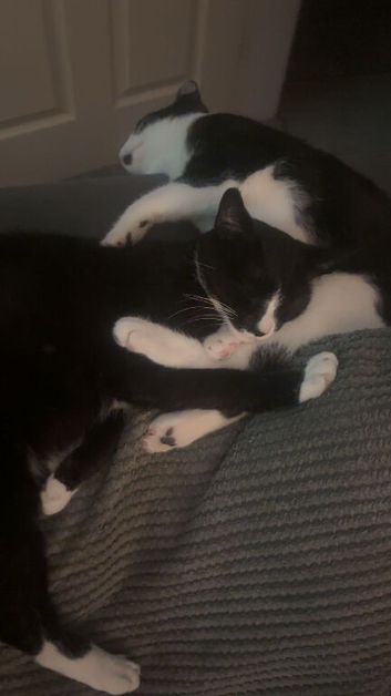 5 year old female and 5 month old kitten