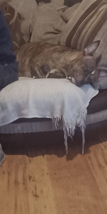 Female Staffordshire bull terrier