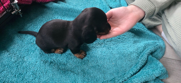 Three long haird beautiful Dachshund