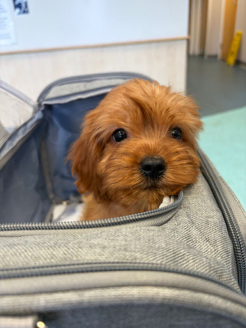 Toy Cavapoo, boy and girl
