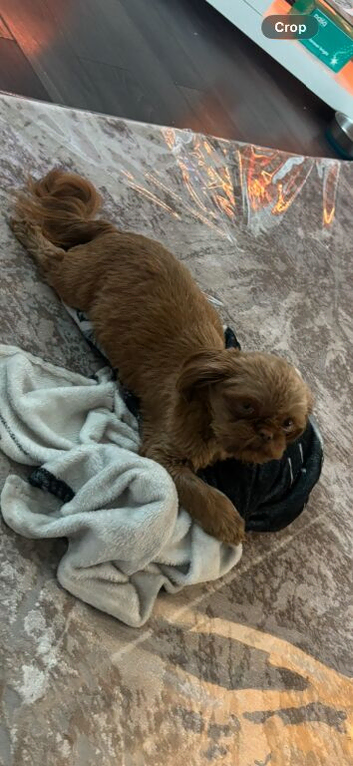 Gorgeous little imperial shih