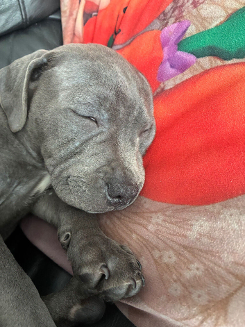 Stunning Blue Staffordshire bull terrier boy kc registered