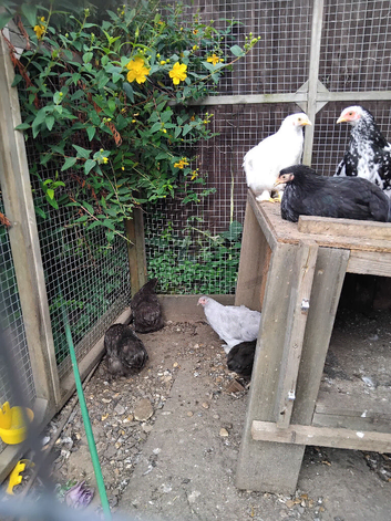 Pullet bantam hens for sale
