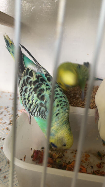 Budgies 7 females 9 males