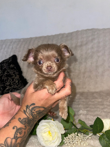 Chiweenie/chihuahua