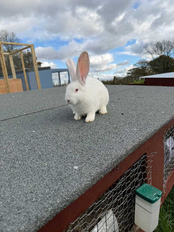 Pure Bred Authentic New Zealand White Rabbits