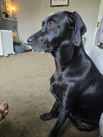 Lab Cross