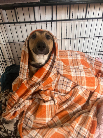 Malinoi X greyhound