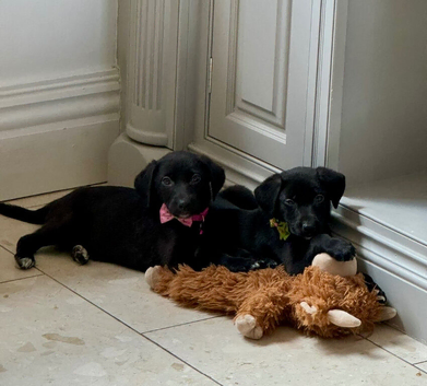 Stunning labs ready now
