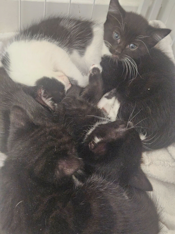 4 beautiful kittens