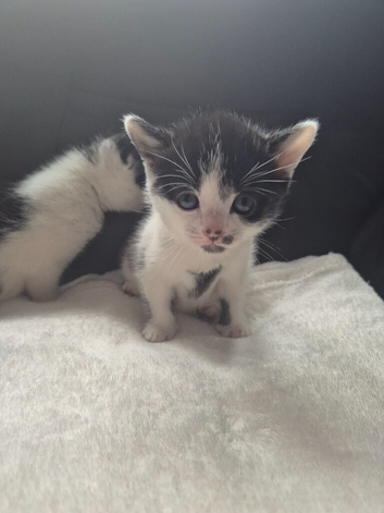 Black and white kittens