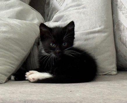 1 Male Kitten Ready to Go