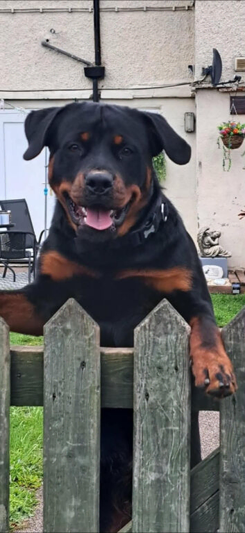 9 month rottweiler intact rottweiler boy