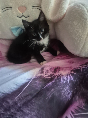 2 beautiful kittens