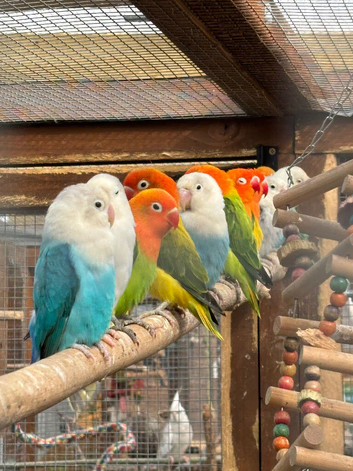 Lovebirds Opaline