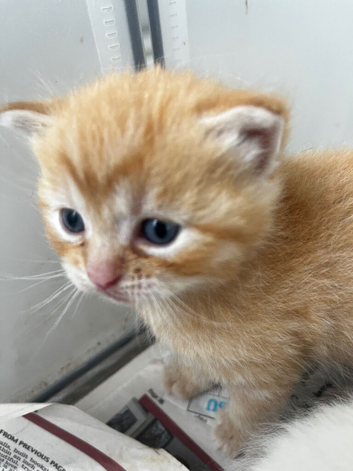 Mixed breed kitten
