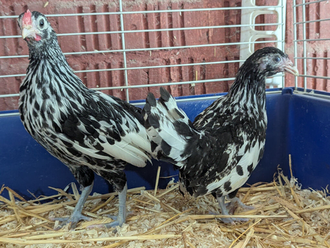 Silver spangled Hamburgs