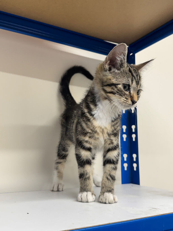 Kitten Female tabby