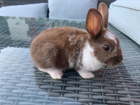 Bunnies for sale