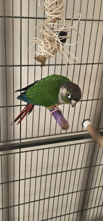 Green cheek conure for sale with cage
