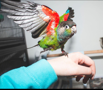 Silly tame pearly conure baby available